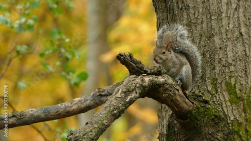 Wildlife - Squirrel Sitting on Tree Branch in Natural Habitat Forest Evnironment, Closeup Static View photo