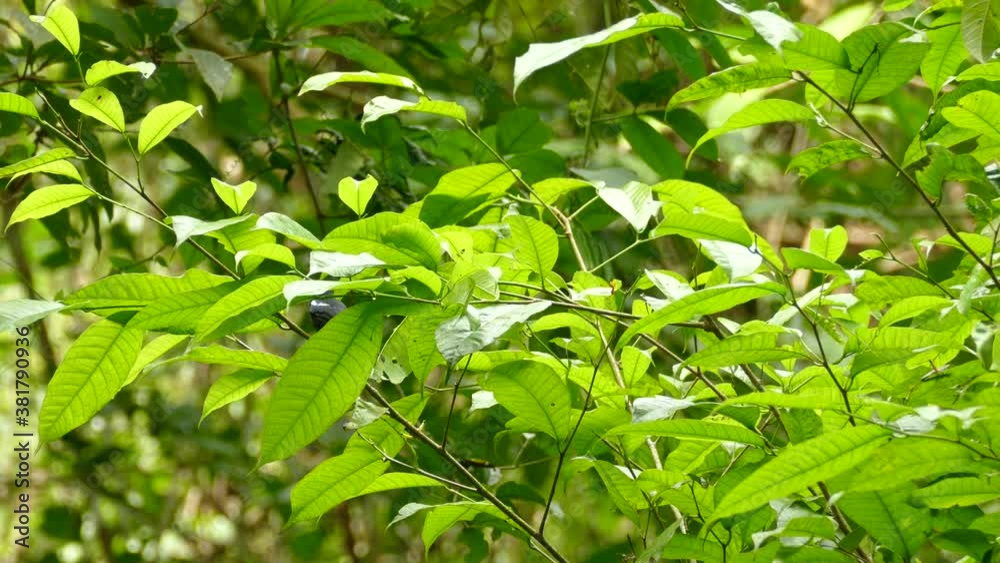 White Shouldered Tanager Jumping From Thin Branch To Another In Lush Forest. Locked Off White Shouldered Tanager Jumping From Thin Branch To Another In Lush Forest. Locked Off