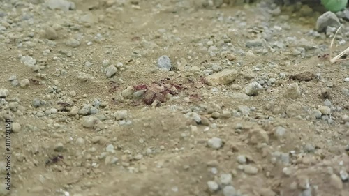 Ants carrying food to the honeycomb, they hunted a victim