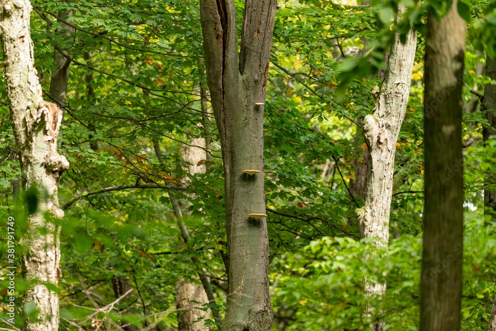 Fungus on a dead or dying tree trunk in an autumn forest