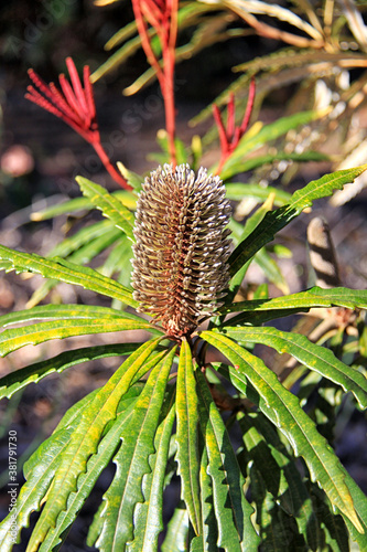 Banksia plagiocarpa – Hinchinbrook Banksia photo
