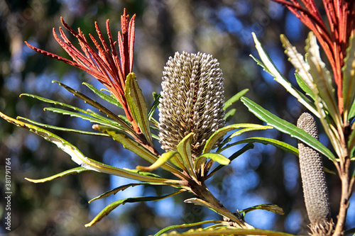 Banksia plagiocarpa – Hinchinbrook Banksia photo