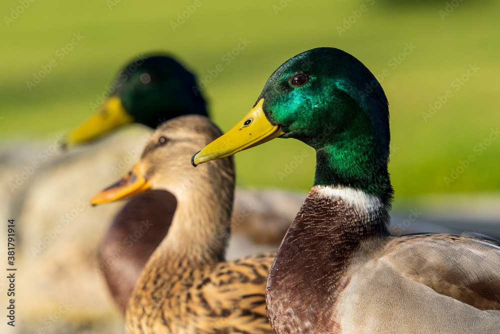 Mallard Anas platyrhynchos Costa Ballena Cadiz Mallard Anas platyrhynchos Costa Ballena Cadiz