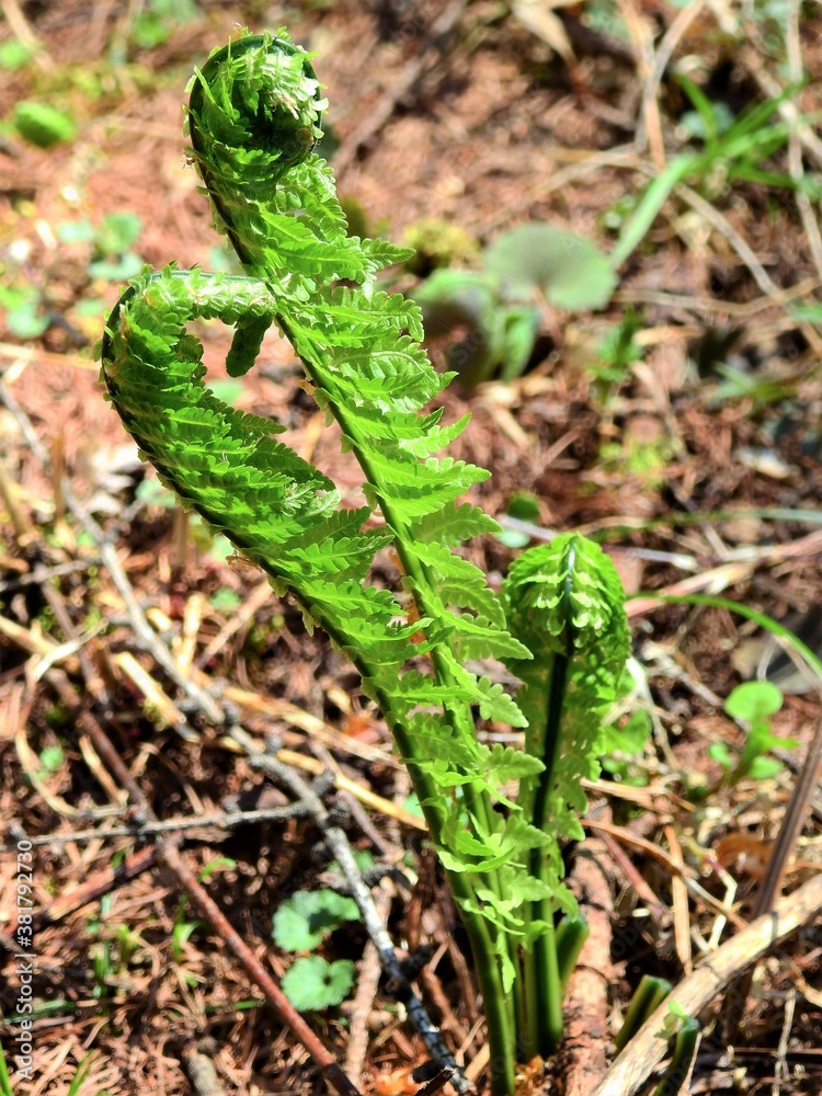 長野県・山野草・こごみ 長野県・山野草・こごみ