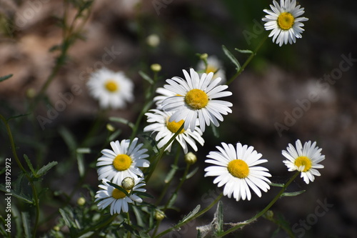 daisies in the sun