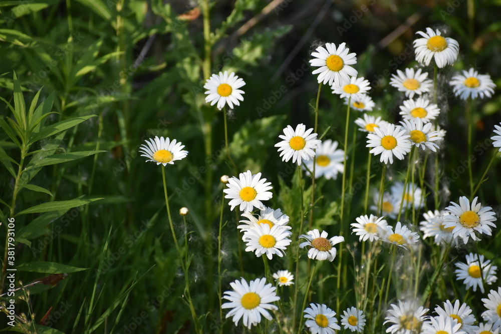 daisies in the grass daisies in the grass