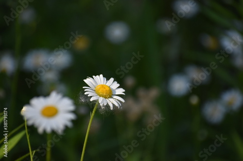 daisy in the garden