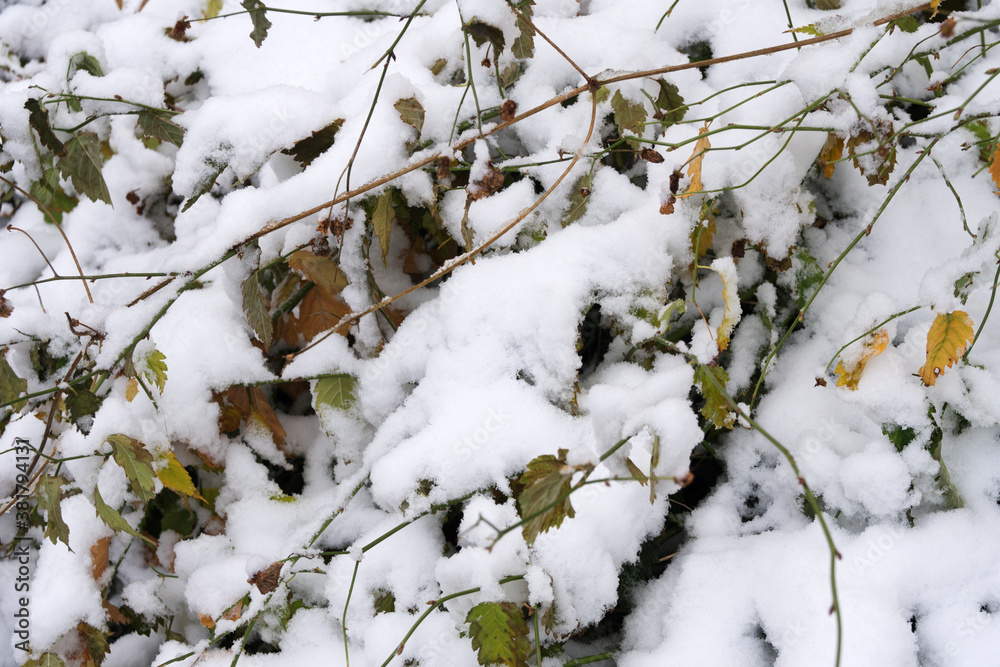 White snowflakes piled on the messy branches