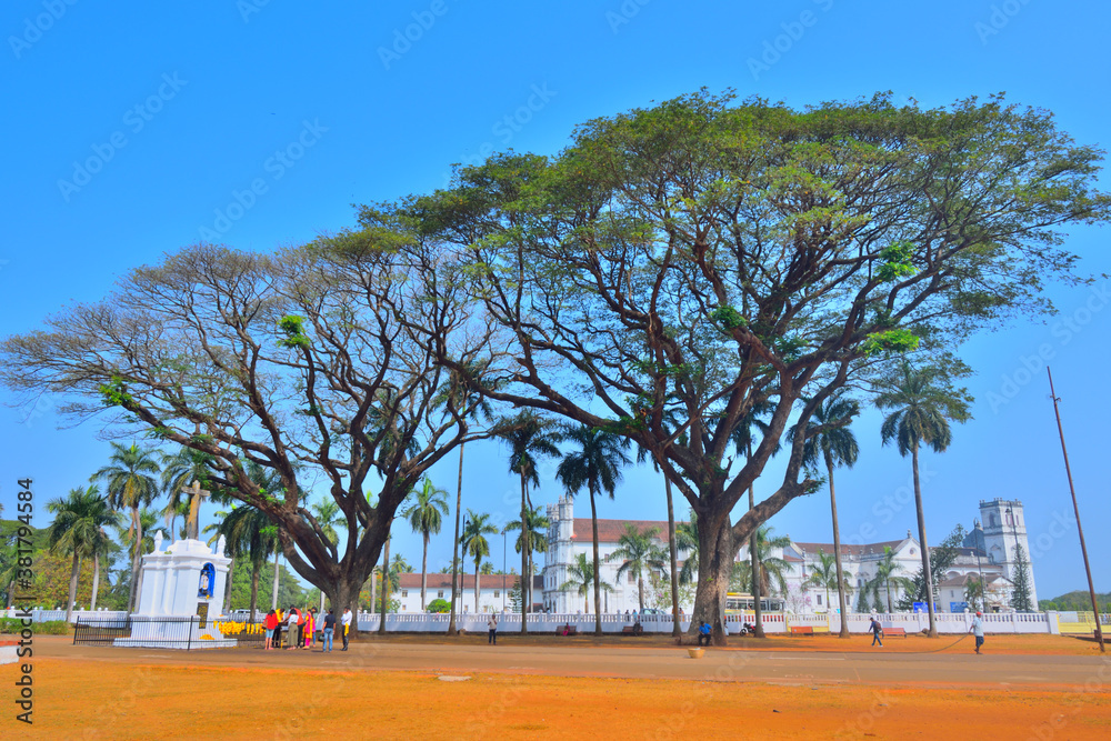 Fototapeta premium Huge trees at Basilica of Bom Jesus in Velha, Goa.