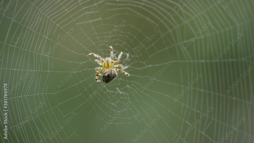 Close up shot of Spider turning around on its web waiting for its prey Close up shot of Spider turning around on its web waiting for its prey