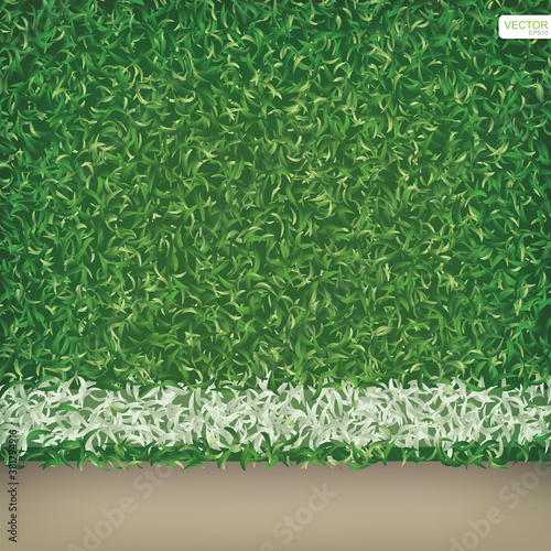 Green grass of soccer football field background with white line. Vector.