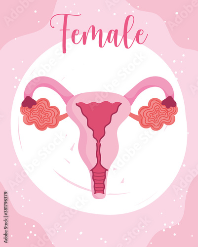 female human reproductive system gynecology theme