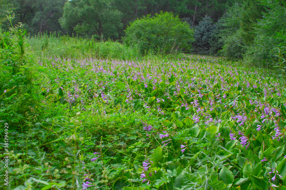 plants and flowers in a pond in summer plants and flowers in a pond in summer