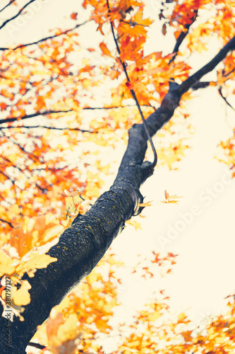 Tree branch with yellow leaves in autumn. Could be used as a beautiful stylized fall background almost abstract. Fall season is rainy, but the beautiful red, orange and yellow leaves are mood lifters! photo