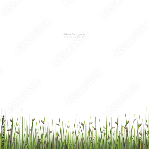 Outdoor green field background isolated on white. Natural abstract background. Vector.