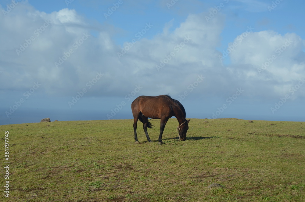 Horse grazing with ocean view in a cloudy day - Easter Island Horse grazing with ocean view in a cloudy day - Easter Island