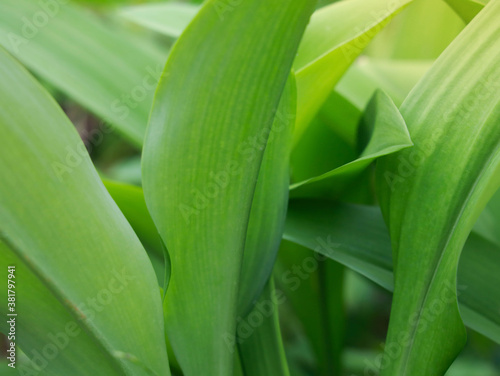 slender green leaves of ornamental plants decorate beautiful gardens.