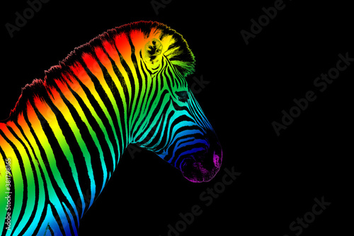 One zebra head with rainbow color striped pattern skin on black background isolated closeup side view  different concept  imagination design  individuality symbol  surreal decoration  art trendy print