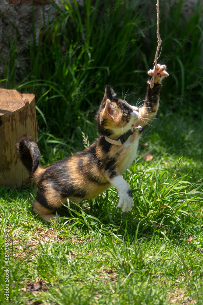 Obraz premium Gatito jugando con una cuerda sobre el pasto