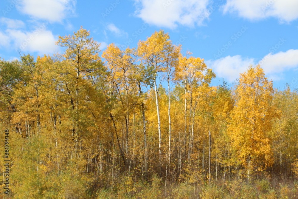 Trees Of Autumn, Elk Island National Park, Alberta