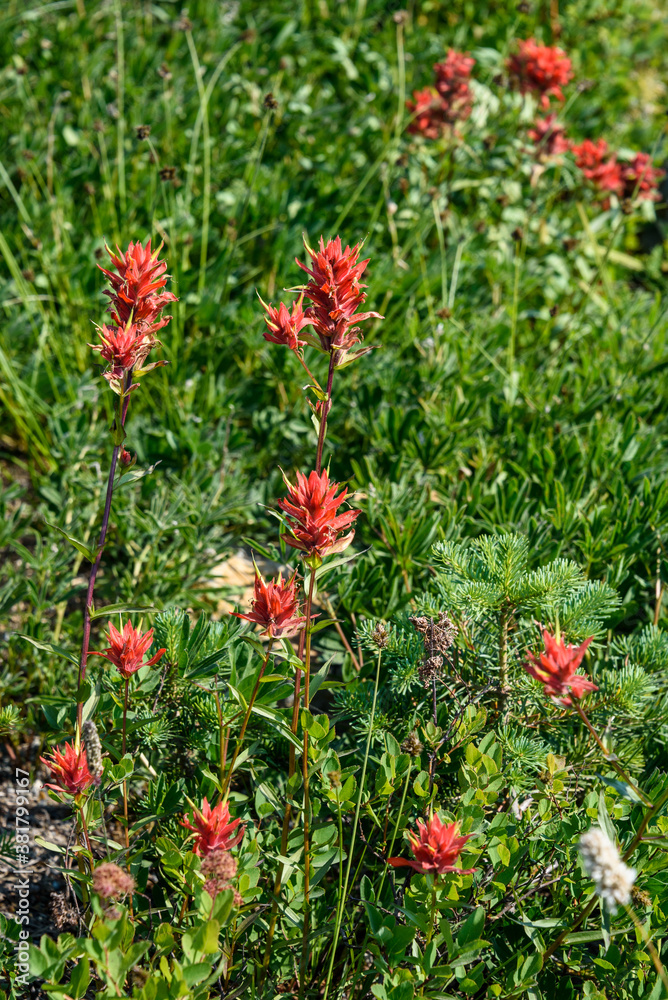 Scarlet Paintbrush blooming in a meadow on Mt Rainier, as a nature background
