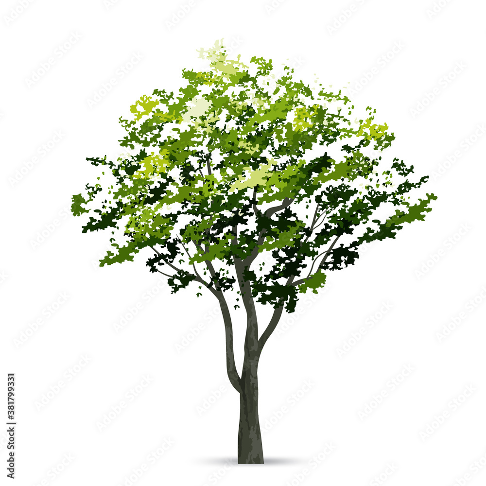 Tree isolated on white background. Use for landscape design, architectural decorative. Park and outdoor object idea. Vector. Tree isolated on white background. Use for landscape design, architectural decorative. Park and outdoor object idea. Vector.