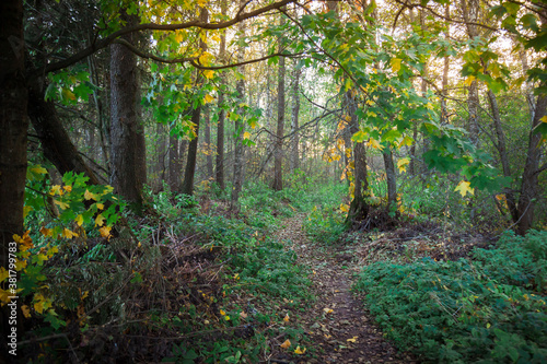 Dense autumn forest at sunset.