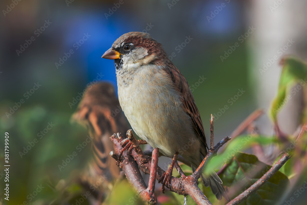 Bird Sparrow close-up sitting on a branch of a shrub with dried yellow and green leaves in autumn. Beautiful autumn view Bird Sparrow close-up sitting on a branch of a shrub with dried yellow and green leaves in autumn. Beautiful autumn view
