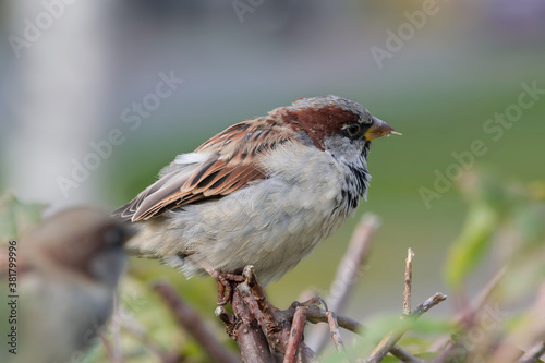 Bird Sparrow close-up sitting on a branch of a shrub with dried yellow and green leaves in autumn. Beautiful autumn view