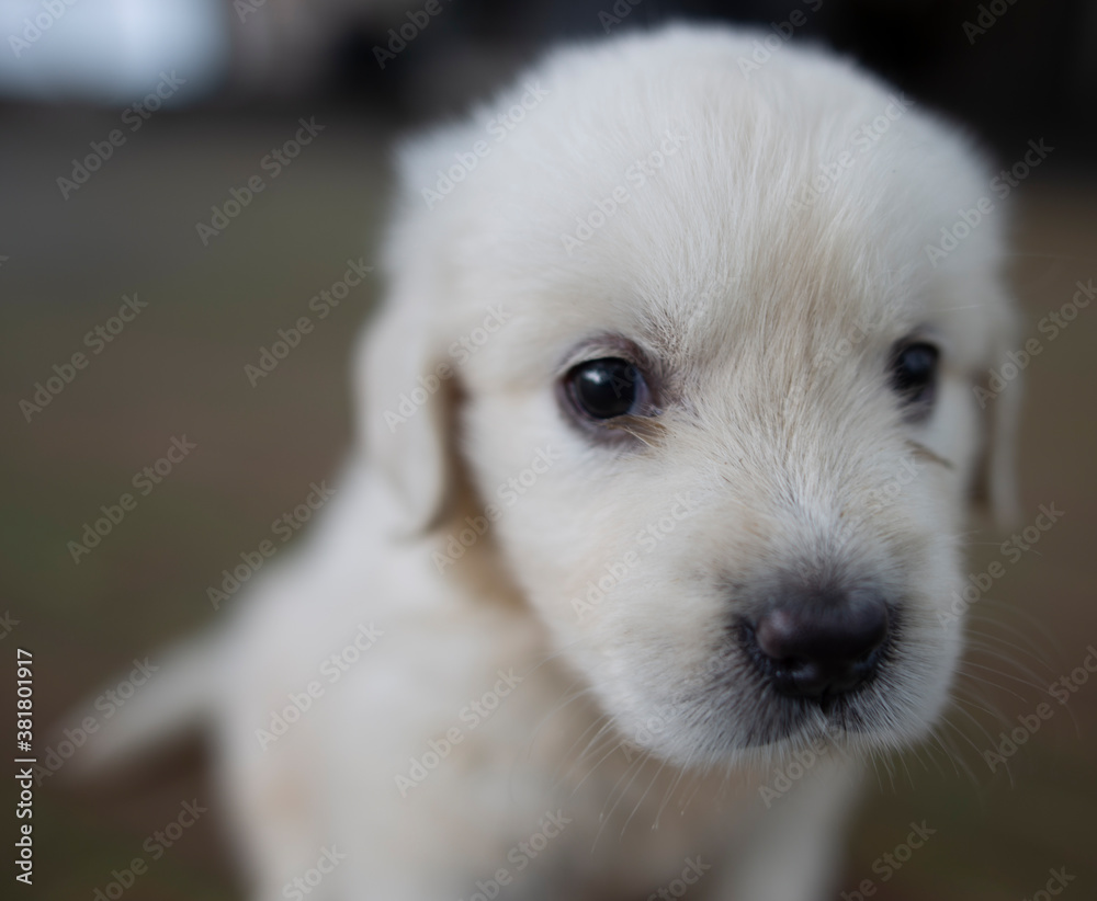 Golden Retriver puppy