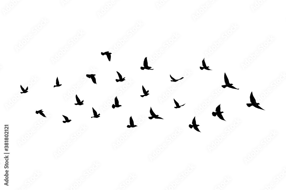 Flying birds silhouettes on isolated background. Vector illustration. isolated bird flying. tattoo and wallpaper background design. Flying birds silhouettes on isolated background. Vector illustration. isolated bird flying. tattoo and wallpaper background design.