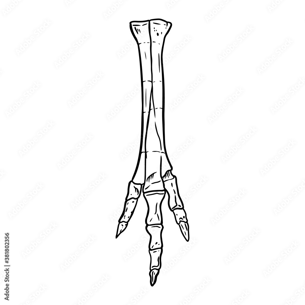 Sketch hand drawn foot image. Bird or dinosaur leg fossil illustration drawing. Vector stock outline silhouette