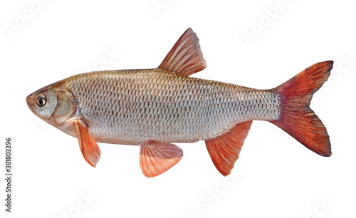  Freshwater fish ide isolated on a white background. Live fish. fish with red fins