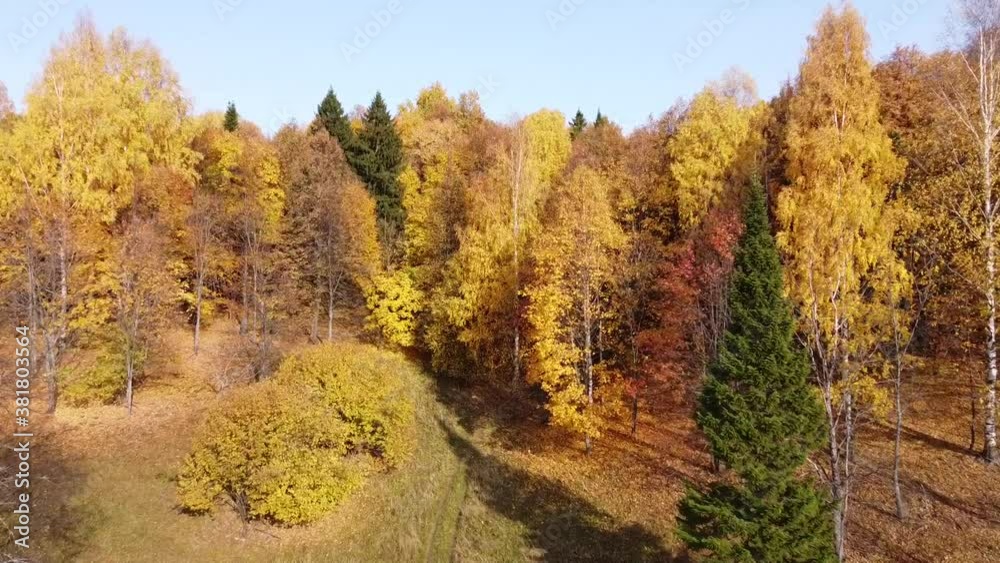 Top view of the autumn forest. The quadcopter flies up to the trees. Aerial photography Top view of the autumn forest. The quadcopter flies up to the trees. Aerial photography
