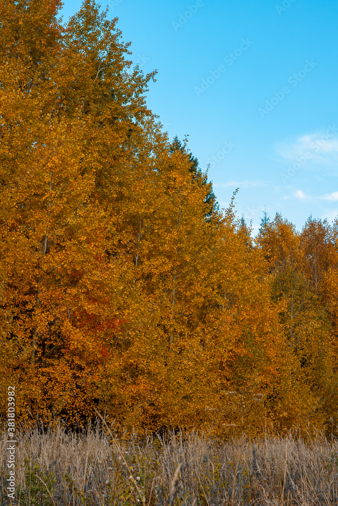 Fototapeta premium Orange birch trees in the forest in the autumn season.