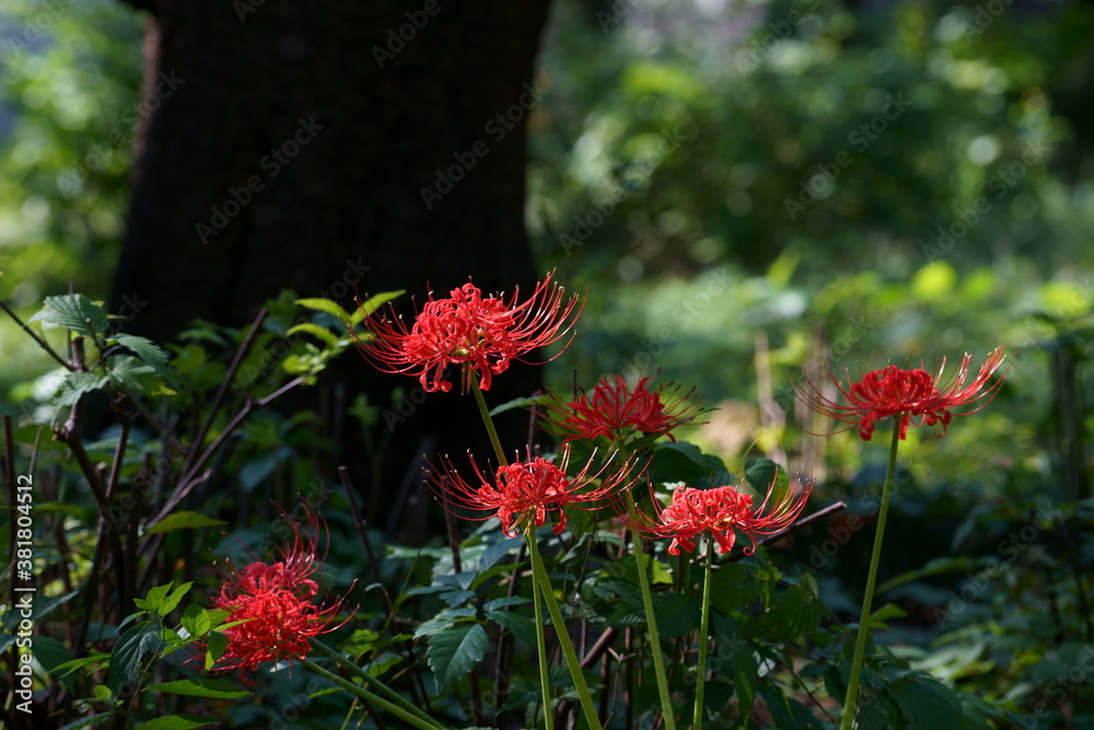ユニークな形の赤い花を咲かせるヒガンバナ