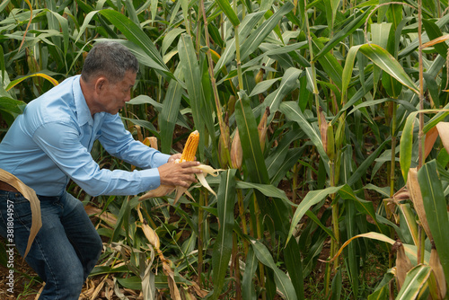 An elderly Asian farmer man checks the yield of corn on a daily basis..