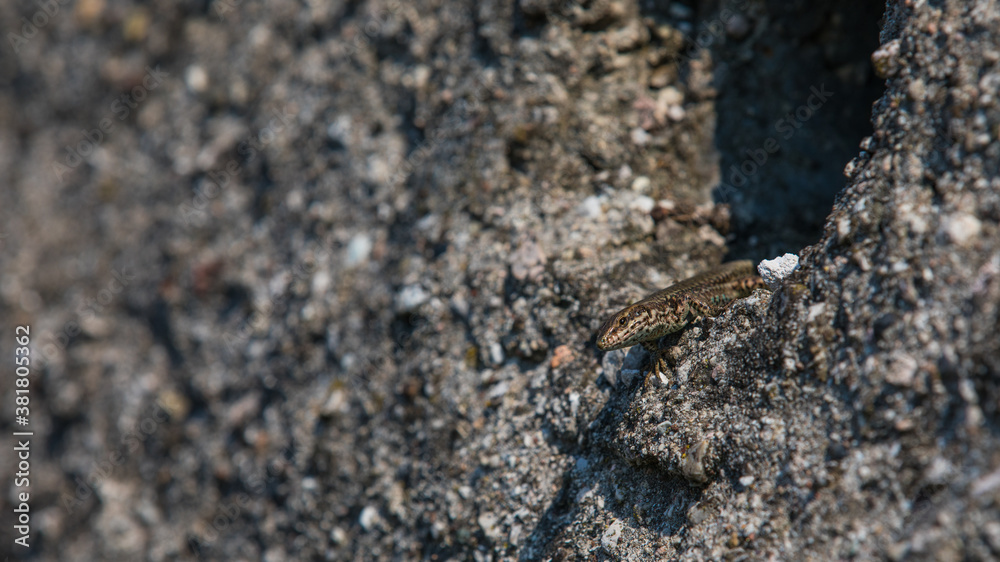 Eidechse auf Steinmauer Eidechse auf Steinmauer
