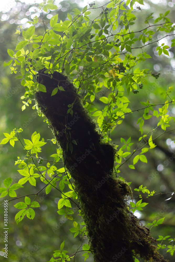 Fototapeta premium árbol con hojas verdes, luz solar, bosque