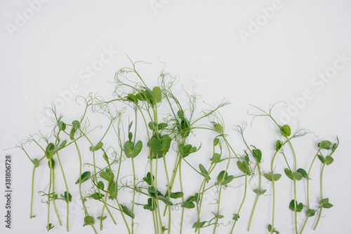 Micro-green sprouts close-up on a white background with free space. Healthy food and lifestyle