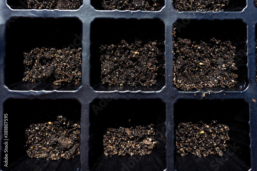 seeds inside of mini greenhouse seedling tray