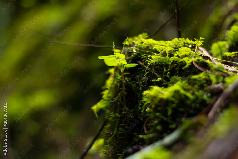 Musgo en árboles del bosque y hojas verdes Musgo en árboles del bosque y hojas verdes