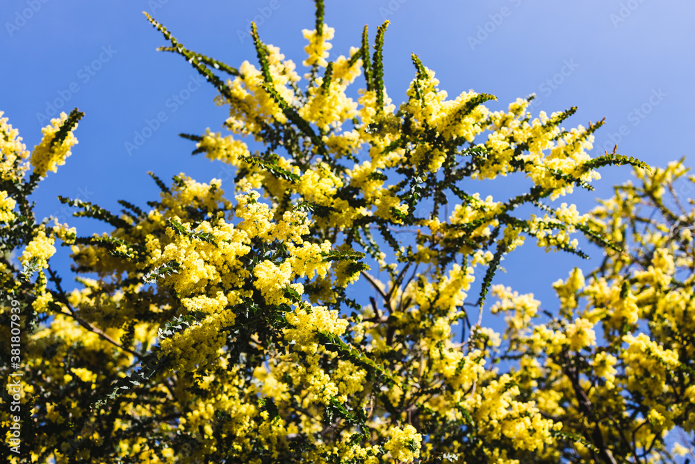 native Australian wattle plant outdoor in a sunny backyard native Australian wattle plant outdoor in a sunny backyard