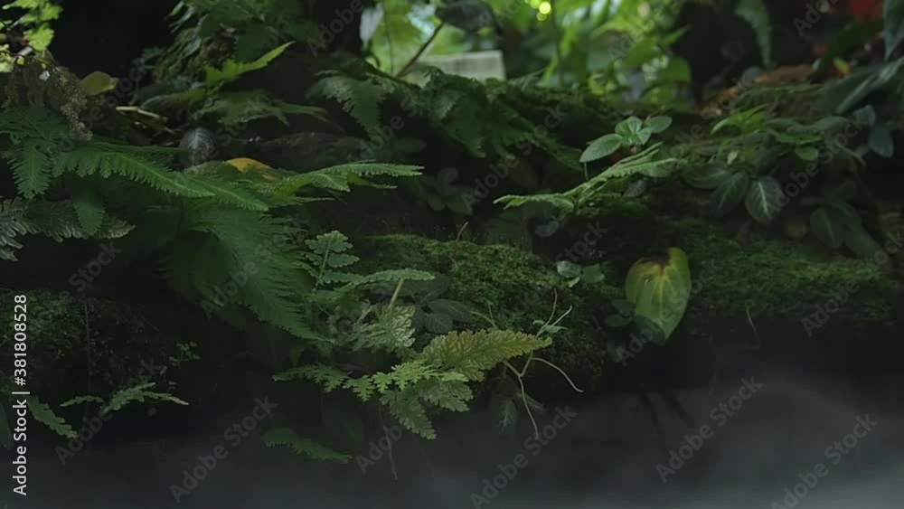 Beautiful green moss on the floor, moss closeup with fog. Beautiful green moss on the floor, moss closeup with fog.