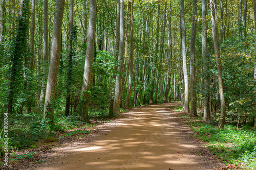 Gravel way path on a countryside green forest wood landscape