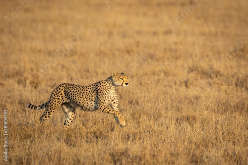 Horizontal portrait of a cheetah running across dry plains of Serengeti in Tanzania