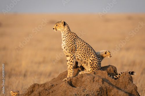 Cheetah mother and her two cubs siting on a big termite mound looking alert in Serengeti in Tanzania