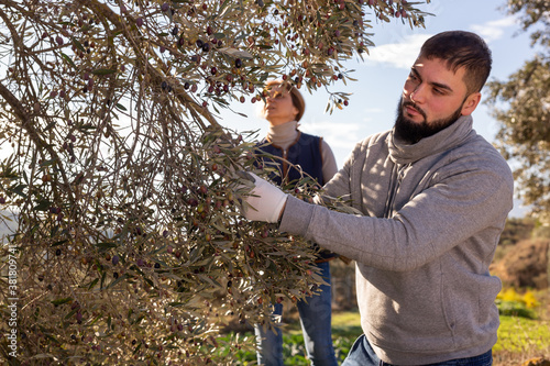 Focused bearded guy gathering harvest in olive grove on family farm on sunny day.. © JackF