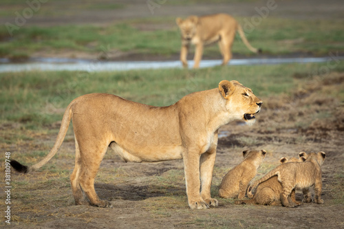 Mother lioness and her three small lion cubs standing near river in Ndutu in Tanzania