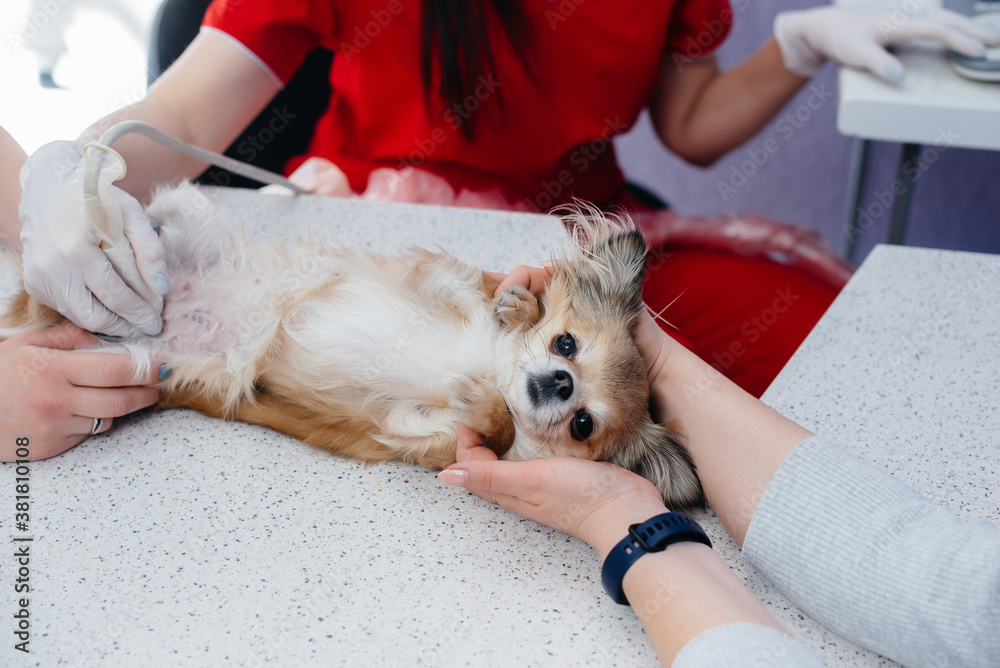 In a modern veterinary clinic, an ultrasound of a purebred Chihuahua is performed on the table. Veterinary clinic